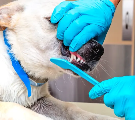 Dog getting dental work
